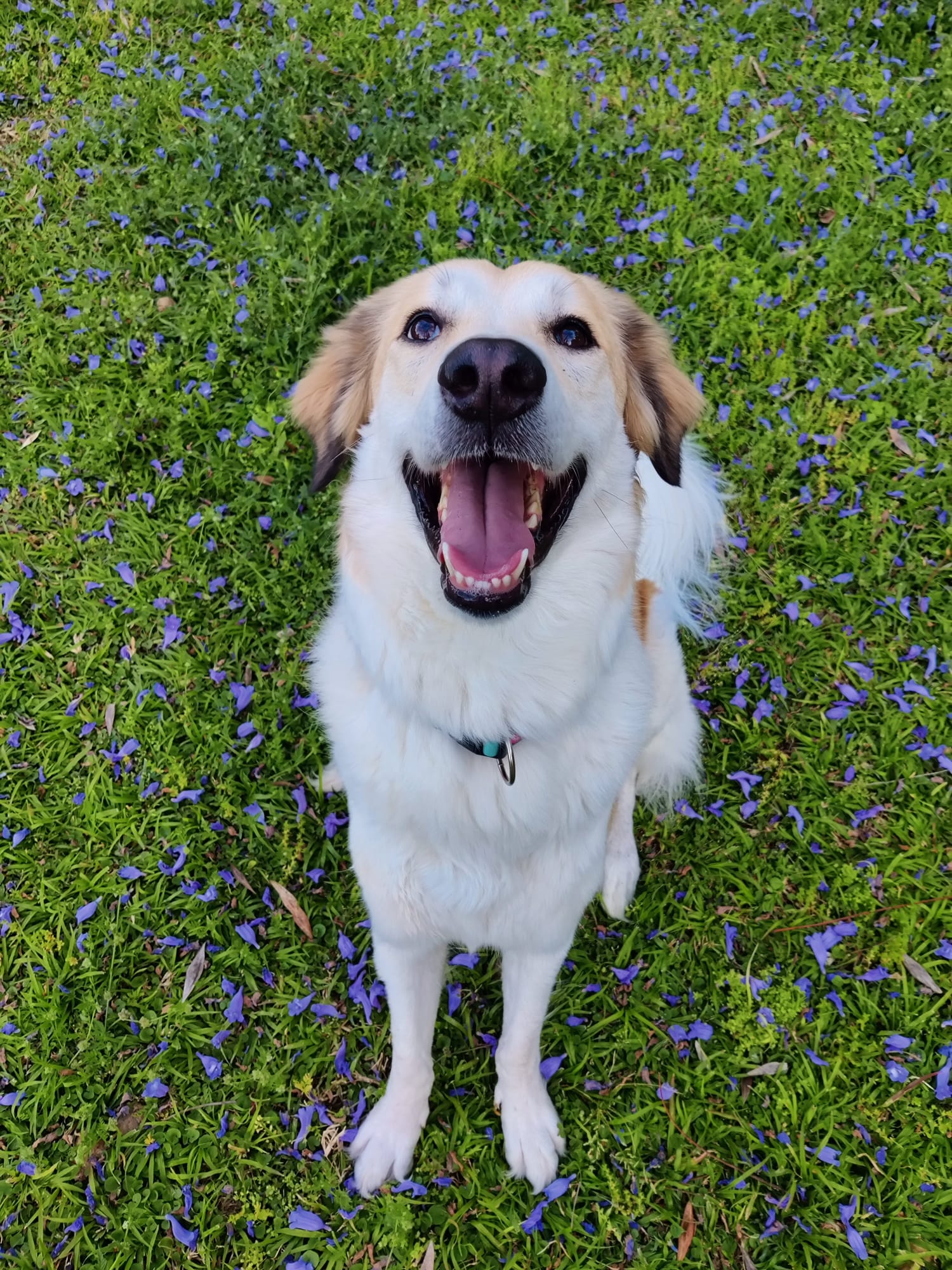 Dylan sitting in a field of purple flowers, tongue out and happy